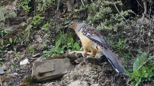 Giant Laughingthrush (Ianthocincla maxima), photo 6