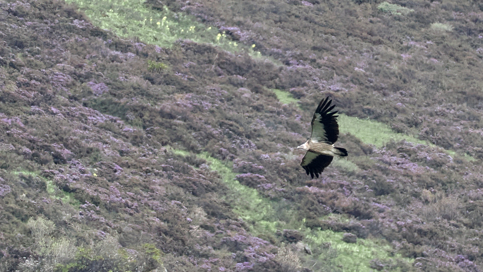 Himalayan Vulture