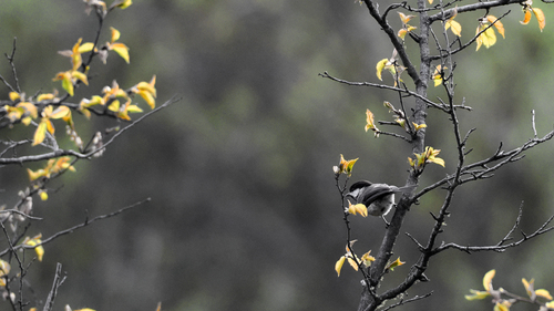 Sichuan Tit (Poecile weigoldicus)