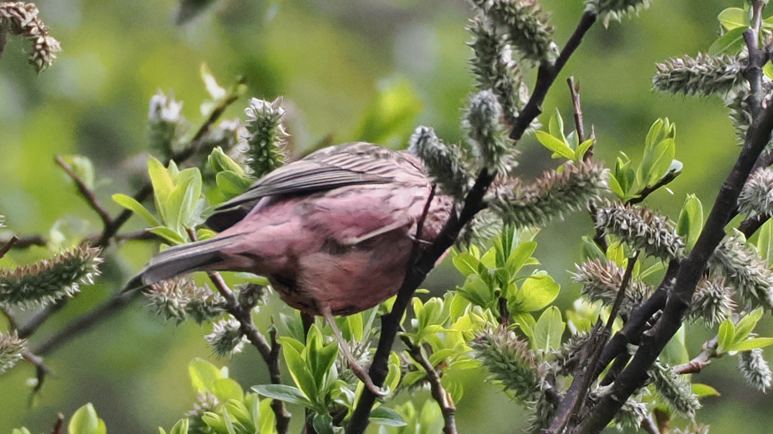 Pink-rumped Rosefinch