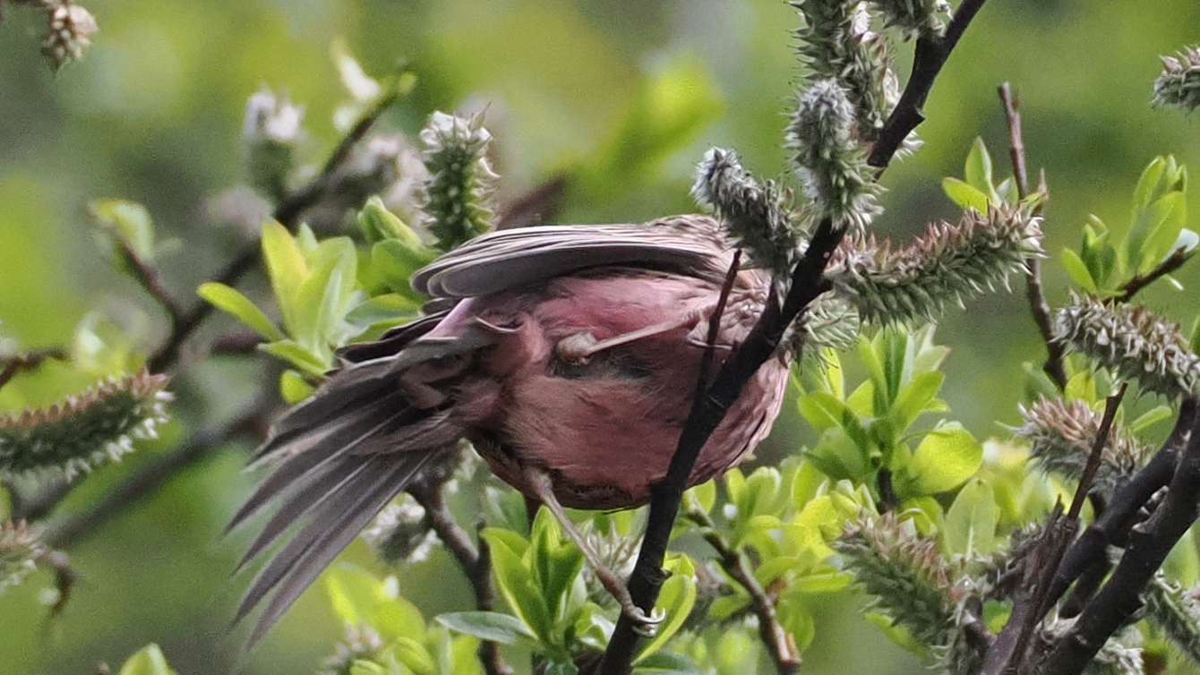 Pink-rumped Rosefinch