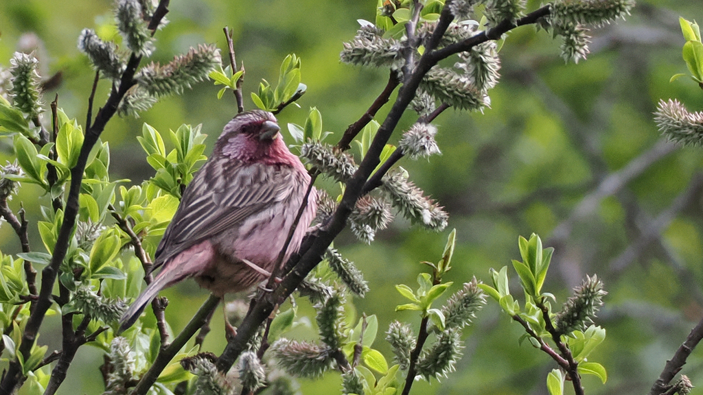 Pink-rumped Rosefinch photo