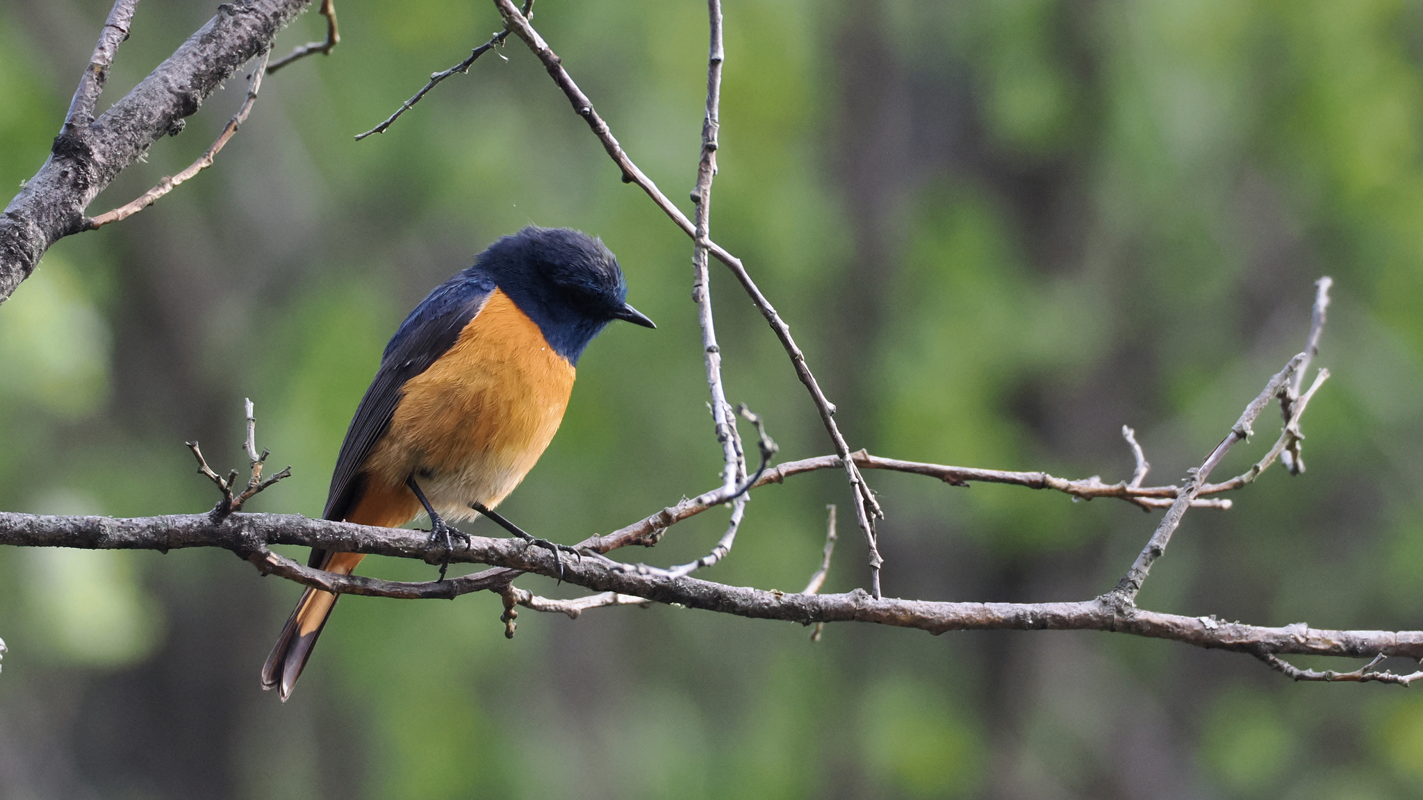 Blue-fronted Redstart