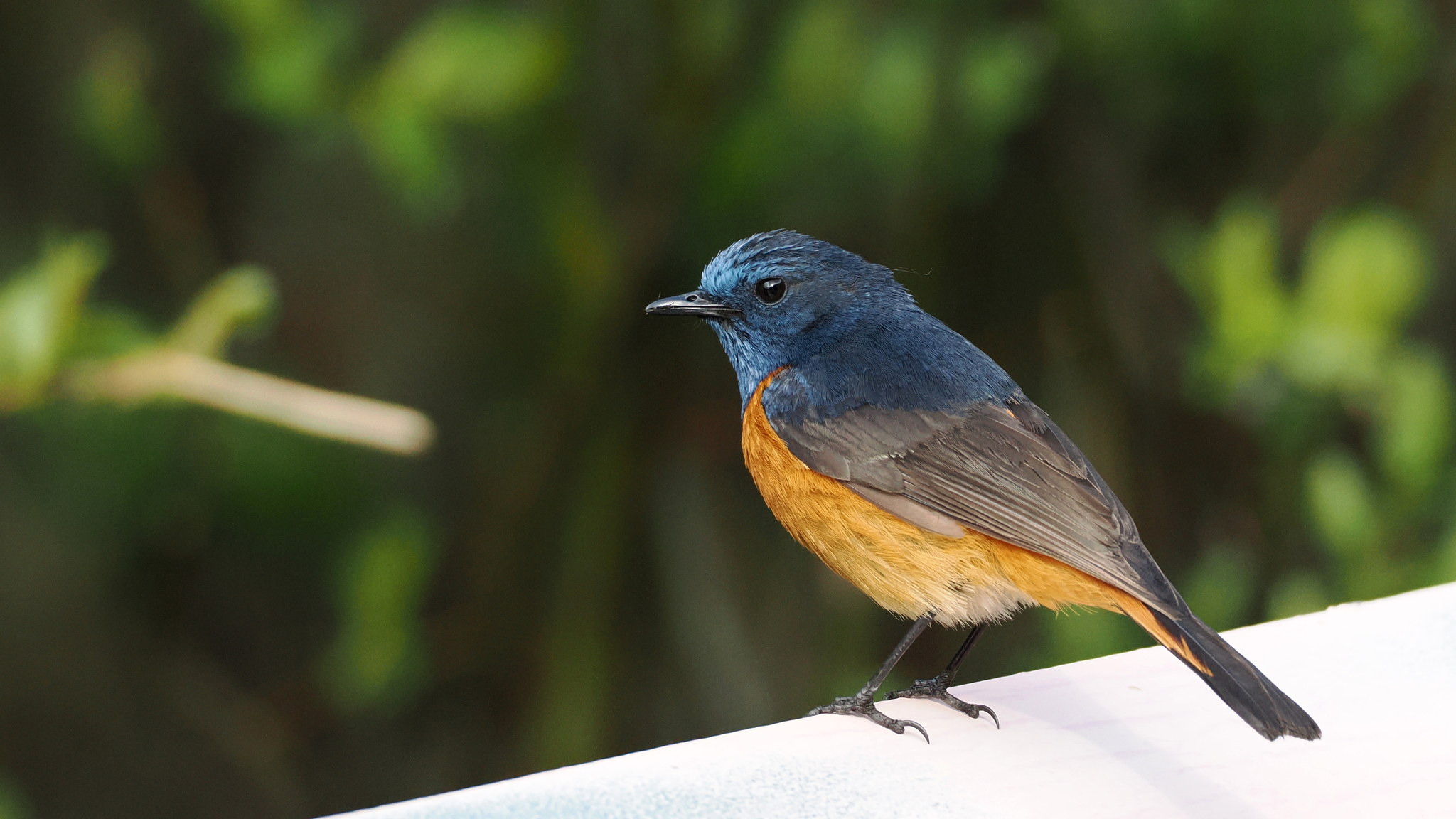 Blue-fronted Redstart
