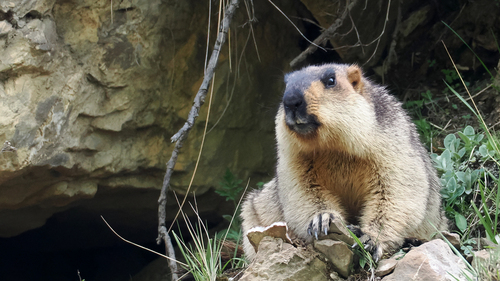 Himalayan Marmot
