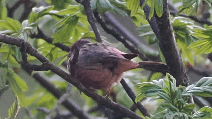 Pink-rumped Rosefinch