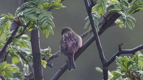 Pink-rumped Rosefinch (Carpodacus waltoni), photo 5