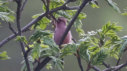 Pink-rumped Rosefinch (Carpodacus waltoni), photo 4