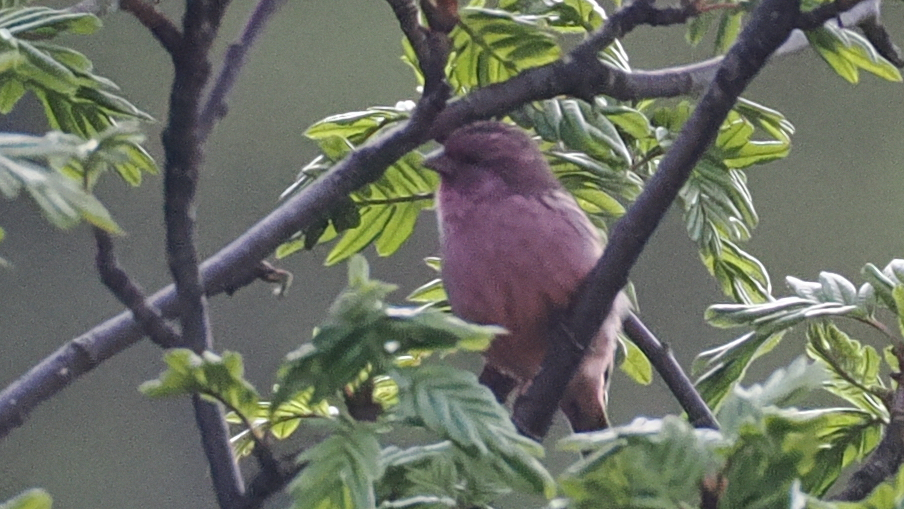 Pink-rumped Rosefinch