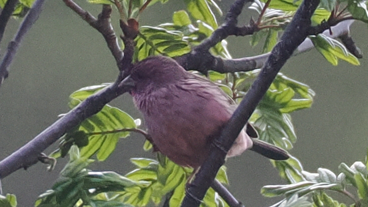 Pink-rumped Rosefinch