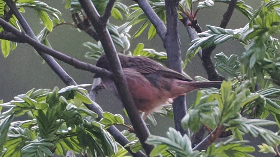 Pink-rumped Rosefinch