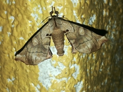 Apatelodes pudefacta