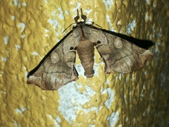 Apatelodes pudefacta