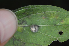 Celticecis pubescens