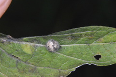 Celticecis pubescens