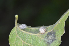 Celticecis pubescens