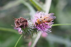 Megacampsomeris prismatica