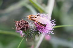 Megacampsomeris prismatica