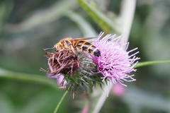 Megacampsomeris prismatica