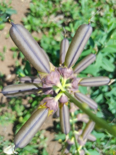 Rattleweed