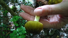 Tricholoma