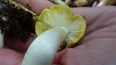 Tricholoma