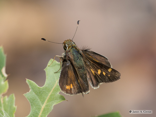 Mexican Umber Skipper