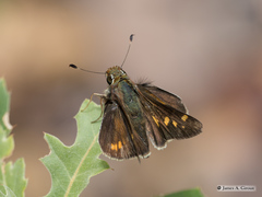 Lon melane vitellina