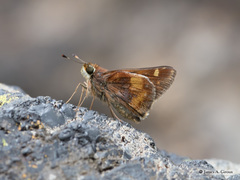 Lon melane vitellina