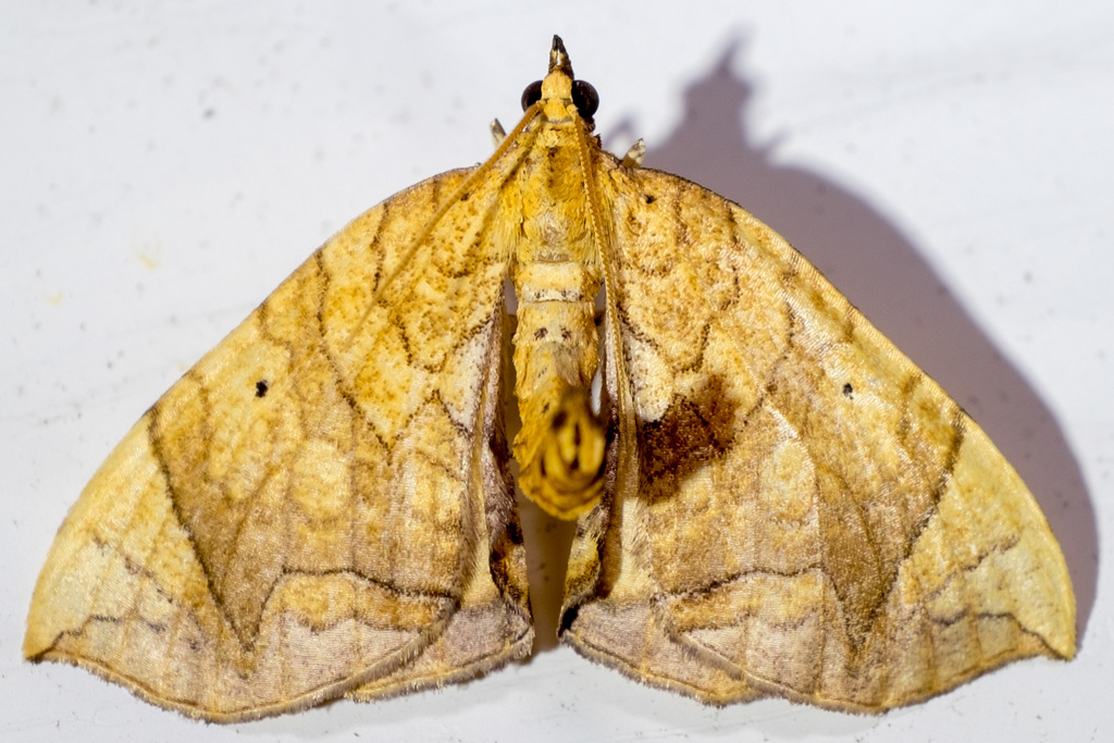 Grapevine Looper Moths