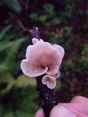 Crepidotus versutus