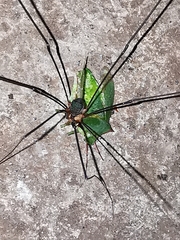 Leiobunum viridorsum