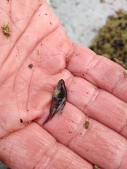 Austrolebias elongatus