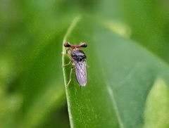 Sphyracephala hearseiana