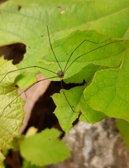 Leiobunum viridorsum