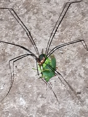 Leiobunum viridorsum