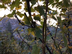 Ribes petraeum caucasicum