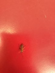 Xanthopimpla rhopaloceros