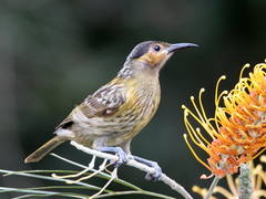 Xanthotis macleayanus
