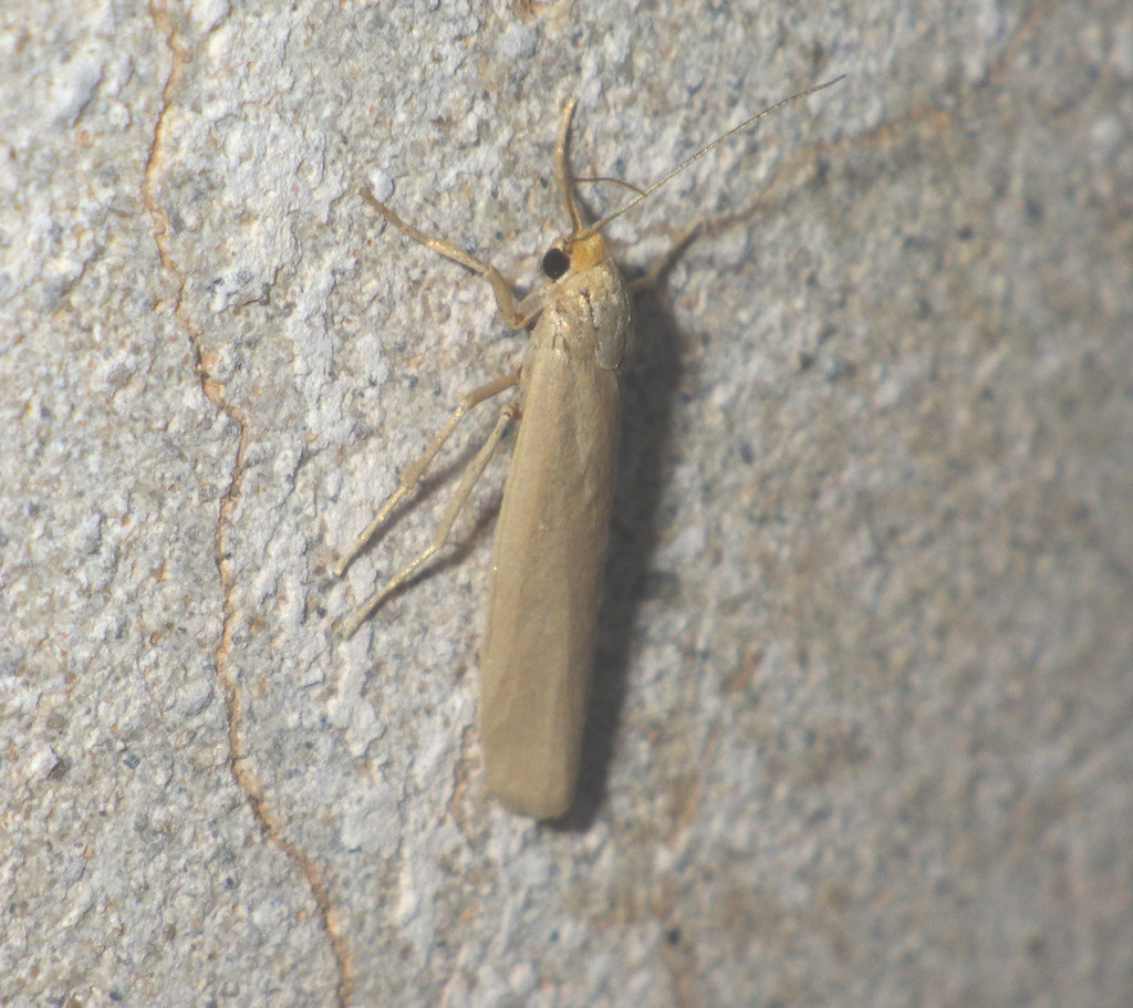 Indalia marcida