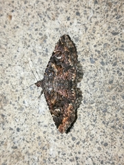 Toxonprucha repentis