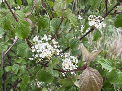 Viburnum betulifolium, photograph author not stated, no rights reserved