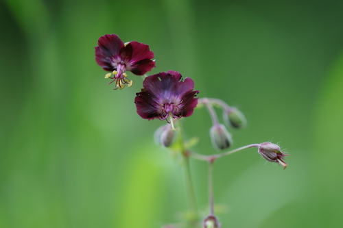 Dusky Crane's-bill