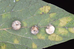 Celticecis pubescens