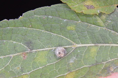 Celticecis pubescens