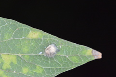 Celticecis pubescens