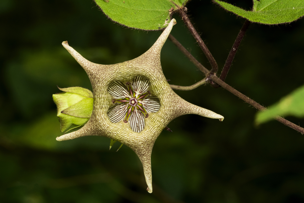 Pavón's milkvine