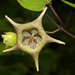 Dictyanthus pavonii - Photo (c) Ricardo Arredondo T.,  זכויות יוצרים חלקיות (CC BY-NC), הועלה על ידי Ricardo Arredondo T.