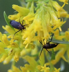 Scythris fuscicomella