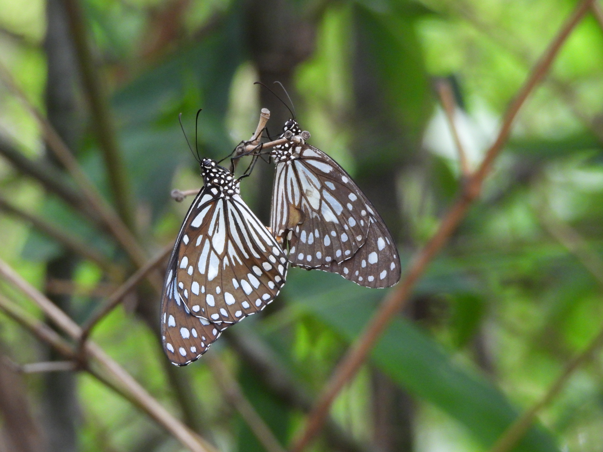 Blue Tiger